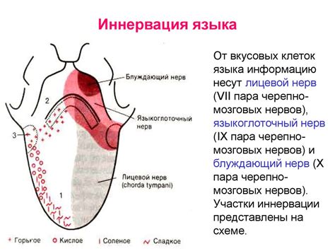 Физиологическое значение языка