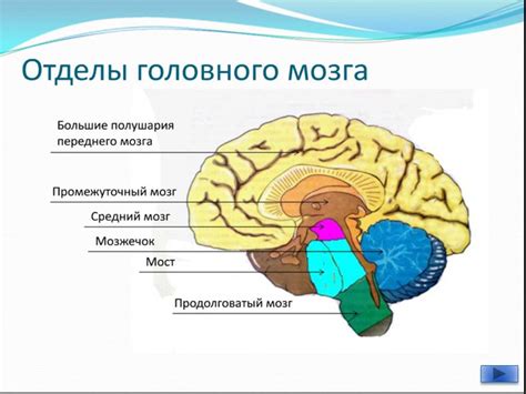 Физиология мозга