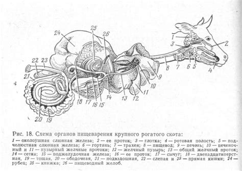 Физиология пищеварения у животных