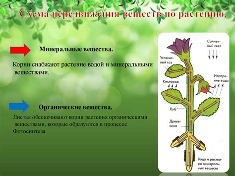 Физиология растений в осеннее время