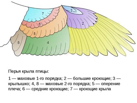 Физические особенности птиц