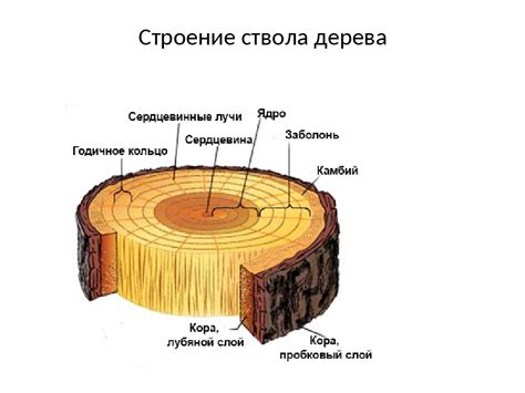 Физическое строение