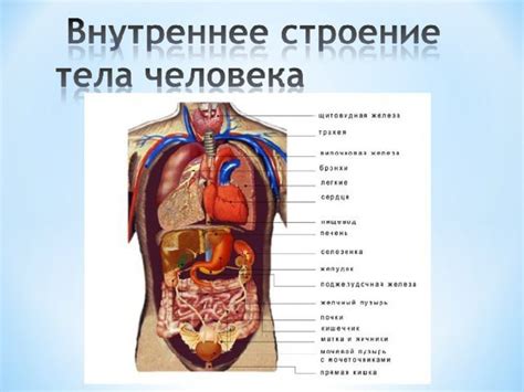 Физическое устройство организма