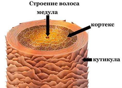 Фиксация волоса на основу