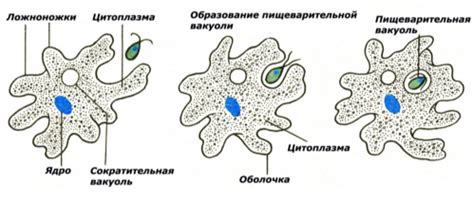 Филоподии в передвижении амебы