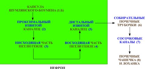 Фильтрация крови и удаление шлаковых продуктов