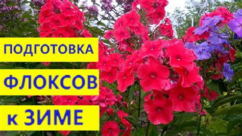 Флоксы: подготовка к зиме