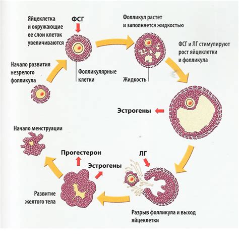 Фолликулы яичника: процесс формирования