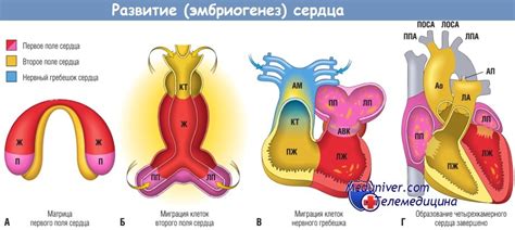 Формирование сердечной трубки