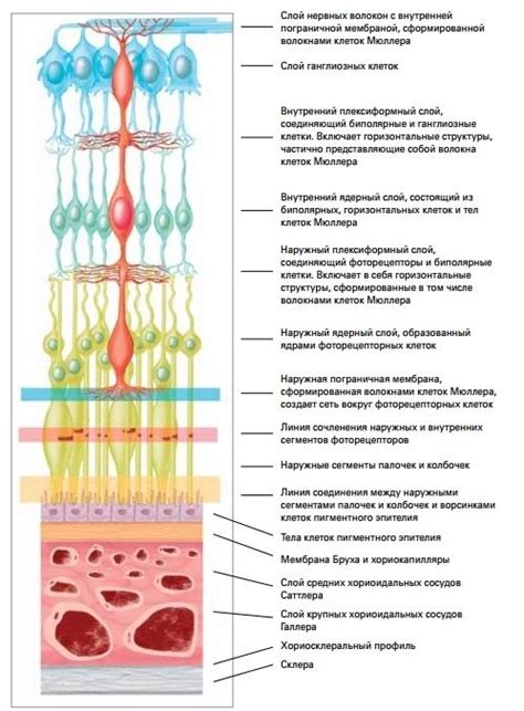 Формирование слоев сетчатки