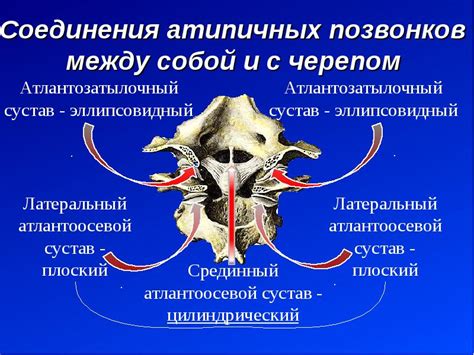 Формирование туловища и головы бобра