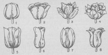 Формирование формы тюльпана