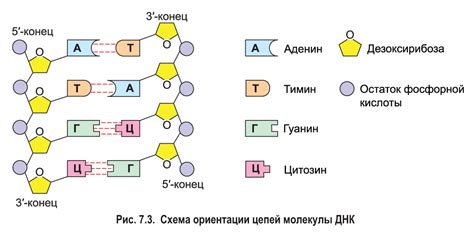 Функции ДНК