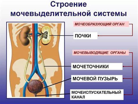 Функции выделительной системы человека