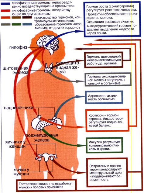 Функции в организме