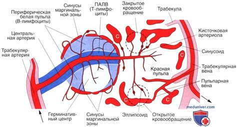 Функции и задачи селезенки