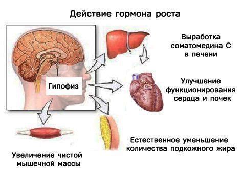 Функции и значение гормона