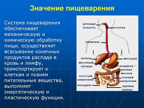 Функции и значение пищеварения