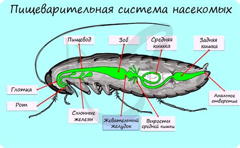 Функции и назначение жвачки у насекомых