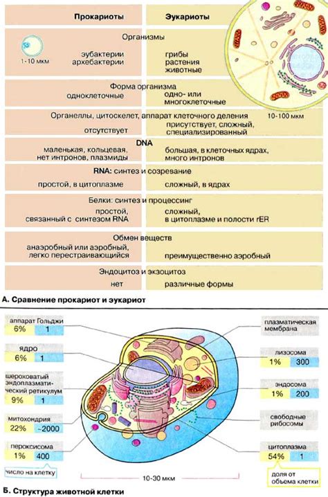 Функции клеток в органах