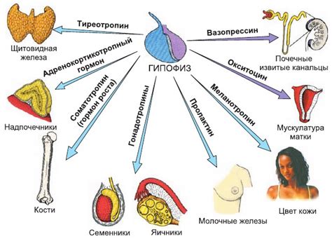 Функции организма и здоровье