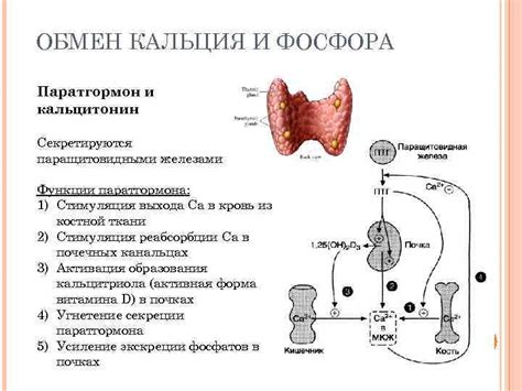 Функции паратгормона