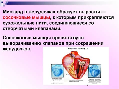 Функции сердечно-сосудистой системы