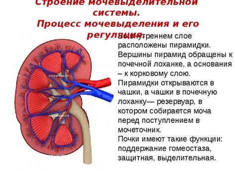 Функции системы мочевыделения