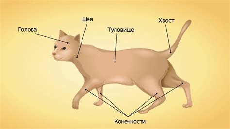 Функции хвоста у котов