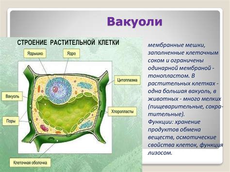 Функции центральной вакуоли в клетке