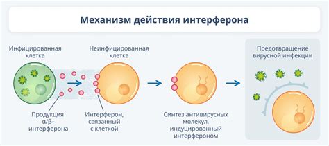 Функции человеческого интерферона