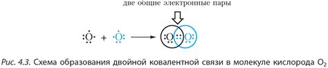 Функционализация концевой и внутренней двойной связи