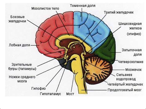 Функциональная анатомия мозга