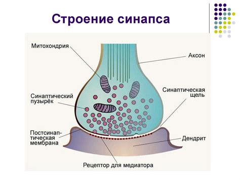 Функциональное значение синтеза