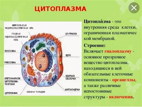 Функциональное значение цитоплазмы