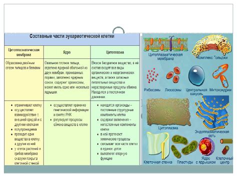 Функциональные особенности органоидов