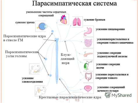 Функционирование симпатической системы