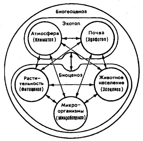 Характеристики временного биогеоценоза