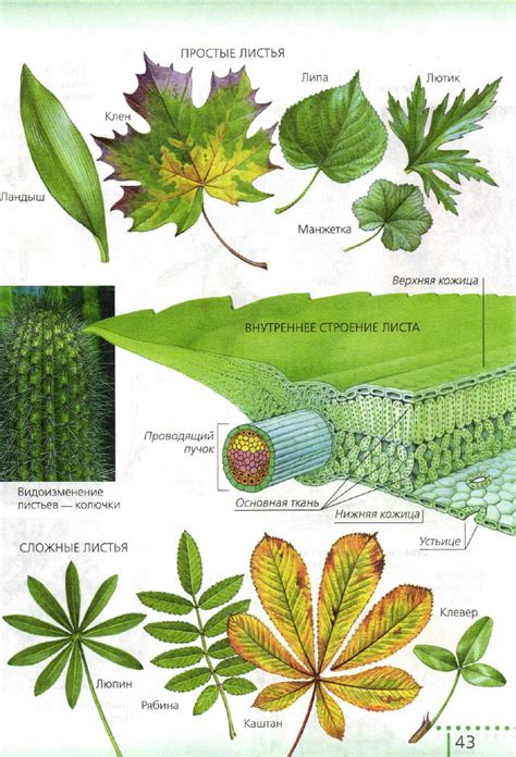 Характеристики сложного и простого листа
