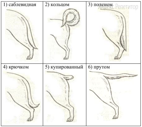 Характеристики хвоста