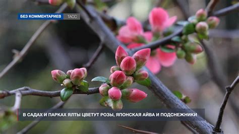 Хвощ в садах и парках