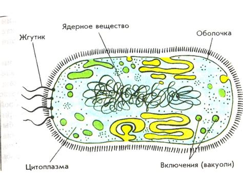 Химическая организация живых организмов: различия и особенности