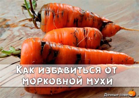 Химические препараты для уничтожения морковной мухи