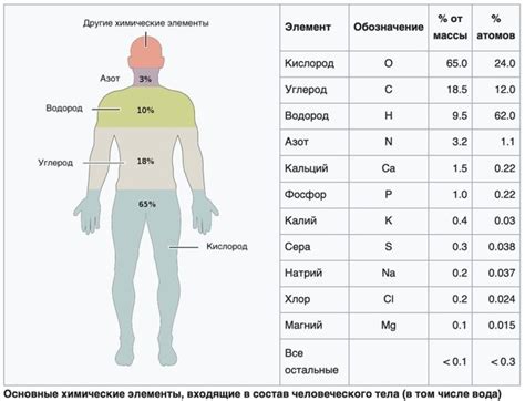 Химические реакции в организме