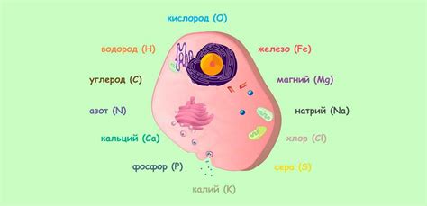 Химический состав клеток