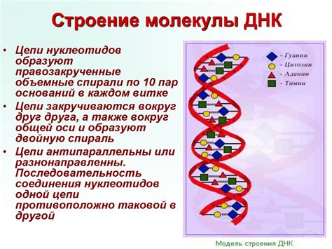 Химический состав молекул