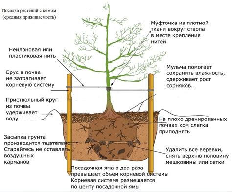 Хранение и уход за гербарием