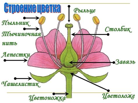 Цветок и его роль в жизни растения