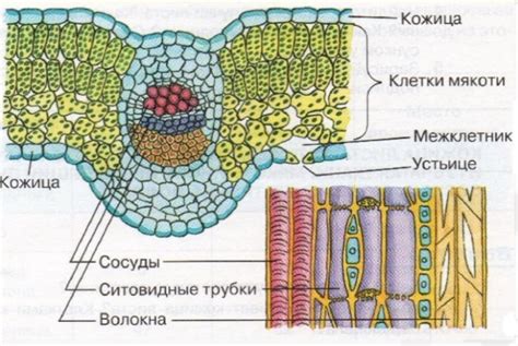 Цвет листа и жилки