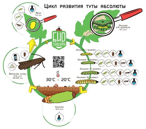 Цикл развития вредителя